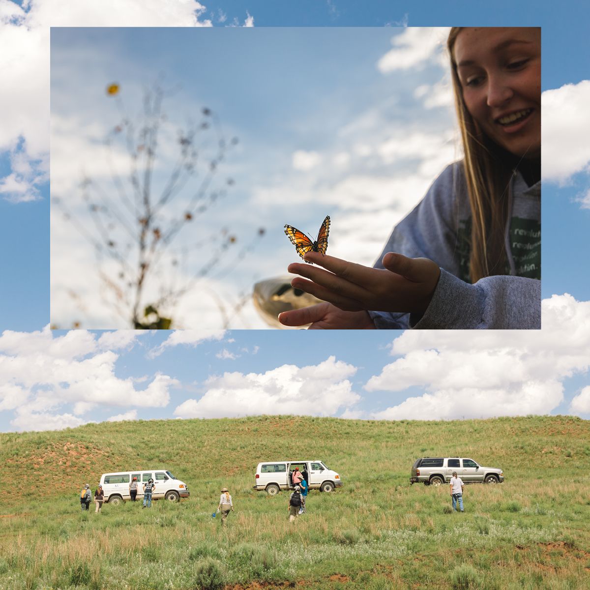 A collage of two photos: three vehicles parked on the horizon as KU researchers explore a green field and a volunteer holding a monarch butterfly on the tip of their finger beneath a blue sky.